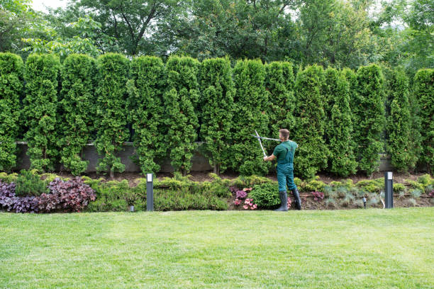 Leaf Removal in Fairview, TX