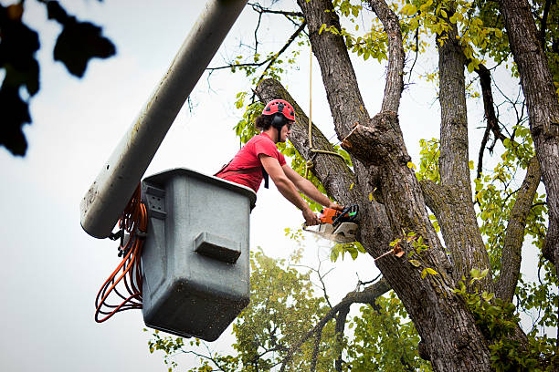 Professional Tree Services in Fairview, TX