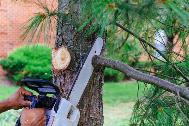 Best Tree Preservation Services  in Fairview, TX